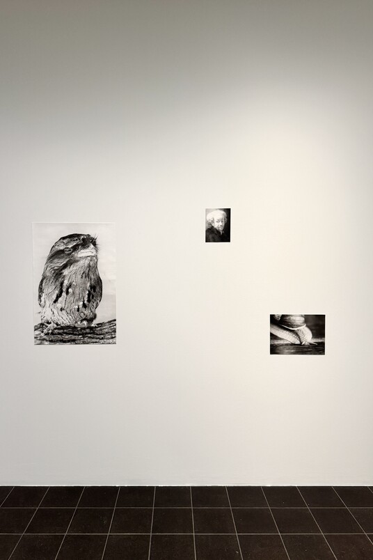 Ausstellungsansicht © Jochen Lempert/VG Bild-Kunst, Bonn 2023. Courtesy ProjecteSD, Barcelona and BQ, Berlin