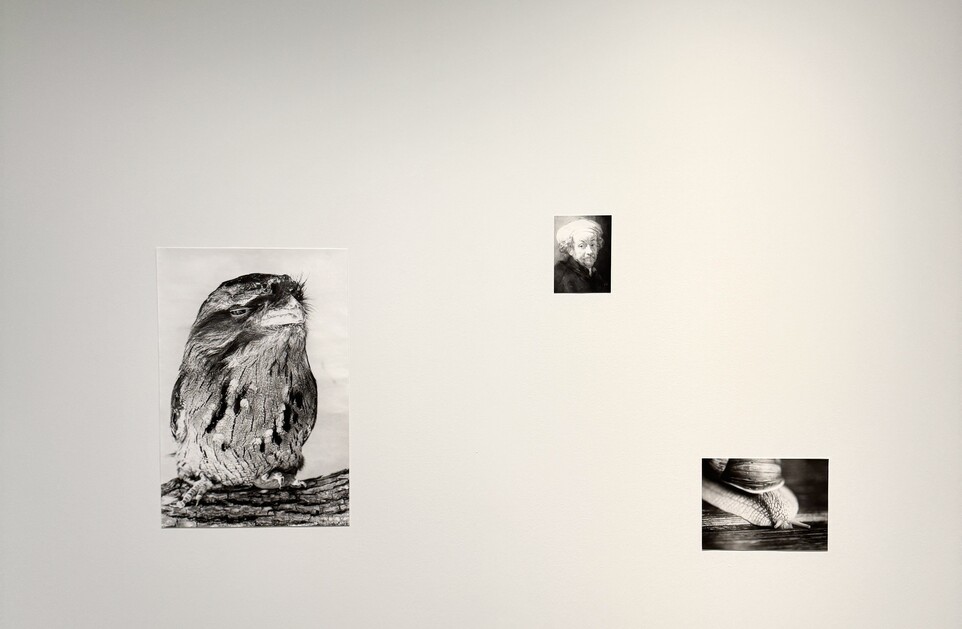 Ausstellungsansicht © Jochen Lempert/VG Bild-Kunst, Bonn 2023. Courtesy ProjecteSD, Barcelona and BQ, Berlin